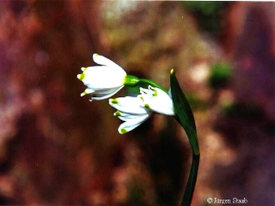 Sommer-Knotenblume